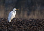 Silberreiher-great_egret-28_02_2015.jpg
