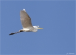 Silberreiher-great_egret.jpg