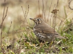 Singdrossel-Turdus_philomelos-27_02_2017.jpg
