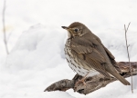 Singdrossel-Turdus_philomelos-im_Schnee.jpg