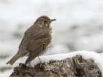 Singdrossel-Turdus_philomelos-song_thrush-19_03_2018.jpg