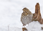 Singdrossel_im_Schnee-Song_Thrush.jpg