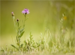 Skabiosen-Flockenblume-Centaurea_scabiosa.jpg