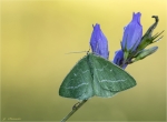 Smaragdspanner-Thetidia_smaragdaria-Erste_Generation-auf_Glockenblume.jpg
