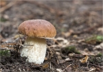 Sommer_Steinpilz-Boletus_aestivalis.jpg