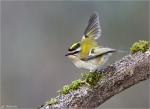 Sommergoldhaehnchen-Januar_2015.jpg