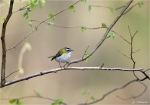 Sommergoldhaehnchen-common_firecrest-01_04_2014.jpg