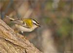 Sommergoldhaehnchen-common_firecrest-05_01_2015.jpg