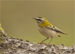 Sommergoldhaehnchen-common_firecrest-19_10_2016.jpg