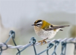 Sommergoldhaehnchen-common_firecrest-29_12_2014.jpg