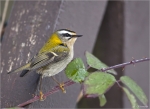 Sommergoldhaehnchen-common_firecrest-30_12_2014.jpg