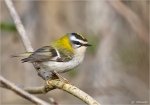 Sommergoldhaehnchen-common_firecrest.jpg