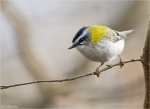 Sommergoldhaehnchen-common_firecrest_2014.jpg