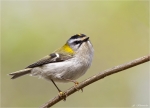 Sommergoldhaehnchen-common_firecrest_Maerz_2014.jpg