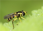 Spaete_Gelbrand-Schwebfliege-Xanthogramma_pedissequum.jpg