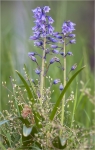 Spanisches_Hasengloeckchen-Hyacinthoides_hispanica.jpg