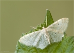 Spanner-Idaea_deversaria-17_07_2016.jpg