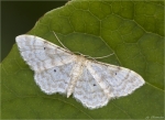 Spanner-Idaea_deversaria.jpg