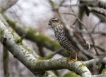 Sperber-eurasian_sparrowhawk-02_12_2017.jpg