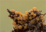 Spindelsporiger_BecherlingByssonectria_fusispora-auf_Pferdemist.jpg