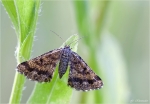 Spreizfluegelfalter-Anthophila_fabriciana.jpg