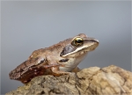 Springfrosch-Rana_dalmatina-18_08_2015.jpg