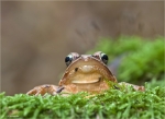 Springfrosch-Rana_dalmatina-25_10_2014.jpg
