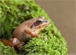 Springfrosch-Rana_dalmatina-Oktober_2014.jpg