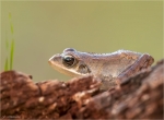 Springfrosch-Rana_dalmatina-September_2016.jpg