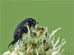 Stachelkaefer-mordellistena_parvula.jpg