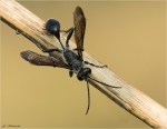 Stahlblauer_Grillenjaeger-Isodontia_mexicana-25_09_2017.jpg