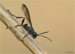 Stahlblauer_Grillenjaeger-Isodontia_mexicana-25_Sept__2017.jpg