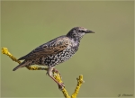 Star-03_10_2015-Starling.jpg