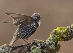 Star-06_Februar_2017-Starling.jpg