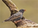 Star-12_03_2016-Starling.jpg