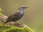 Star-26_09_2016-Starling.jpg