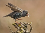 Star-Februar_2017-Starling.jpg