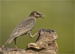 Star-Jungvogel-05_06_2016.jpg