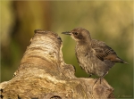 Star-Jungvogel-05_07_2016.jpg