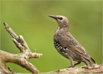 Star-Jungvogel-09_08_2016.jpg