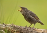 Star-Jungvogel-11_05_2017.jpg