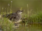 Star-Jungvogel-26_Juli_2017-am_Wasser.jpg