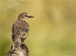 Star-Jungvogel-Juli_2016.jpg