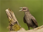 Star-Jungvogel-Juni_2016.jpg