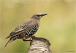 Star-Jungvogel-Starling-23_07_2016.jpg