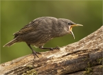 Star-Jungvogel-Starling-schreit_nach_Futter.jpg