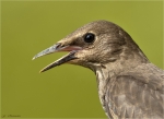 Star-Jungvogel-portrait-mit_Ameise.jpg