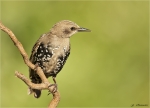 Star-Jungvogel_aus_2016-Starling.jpg