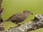 Star-Jungvogel_mit_Kirsche-11_06_2016.jpg