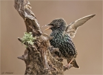 Star-Starling-05_02_2017.jpg